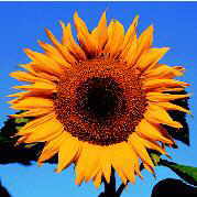 Sonnenblume.jpg (11500 Byte)